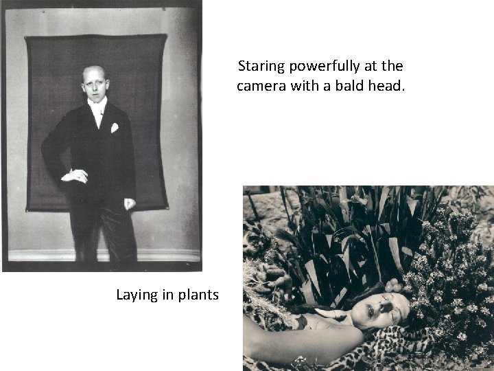 Staring powerfully at the camera with a bald head. Laying in plants Staring powerfully at the camera with a bald head. Laying in plants