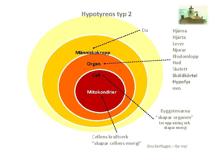 Hypotyreos typ 2 Du Människokropp Organ Cell Mitokondrier Hjärna Hjärta Lever Njurar Blodomlopp Hud