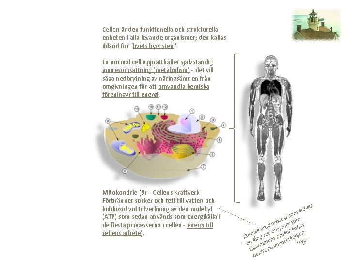Cellen är den funktionella och strukturella enheten i alla levande organismer; den kallas ibland