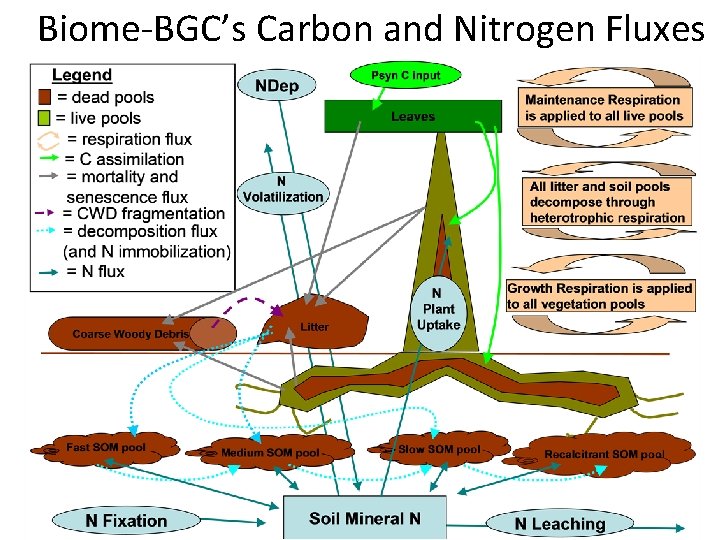 Biome-BGC’s Carbon and Nitrogen Fluxes 