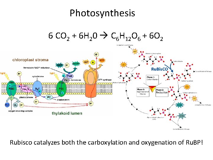 Photosynthesis 6 CO 2 + 6 H 20 C 6 H 12 O 6