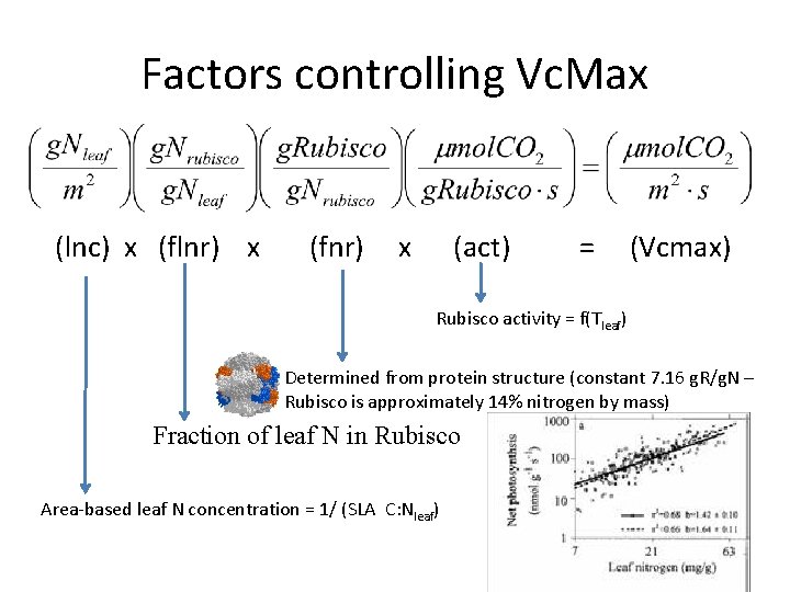 Factors controlling Vc. Max (lnc) x (flnr) x (fnr) x (act) = (Vcmax) Rubisco