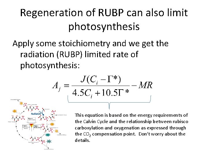 Regeneration of RUBP can also limit photosynthesis Apply some stoichiometry and we get the