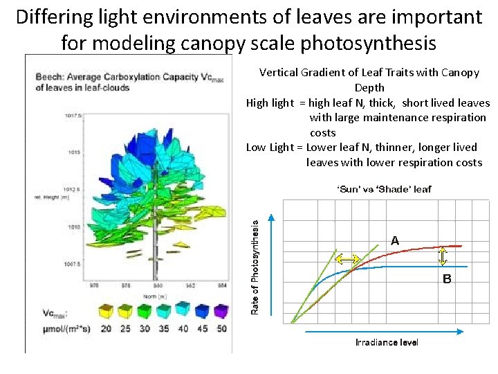 Differing light environments of leaves are important for modeling canopy scale photosynthesis Vertical Gradient