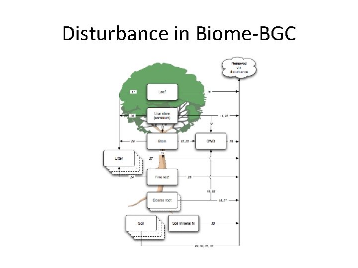 Disturbance in Biome-BGC 