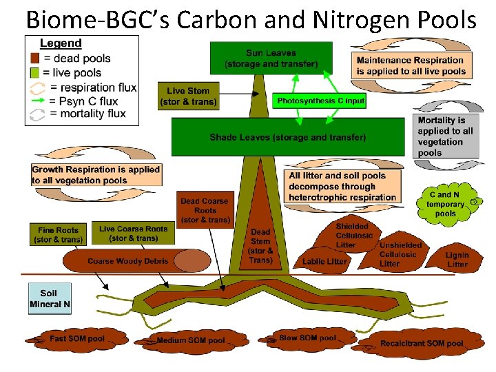 Biome-BGC’s Carbon and Nitrogen Pools 