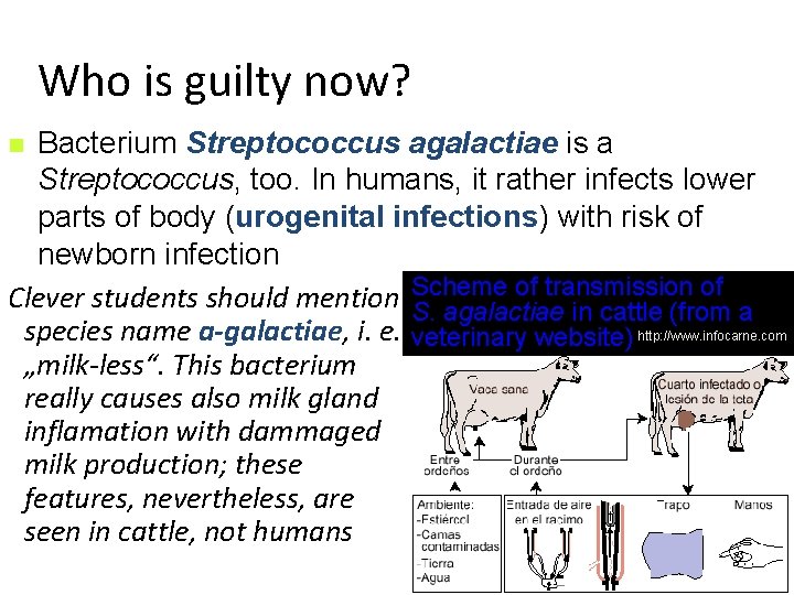 Who is guilty now? Bacterium Streptococcus agalactiae is a Streptococcus, too. In humans, it