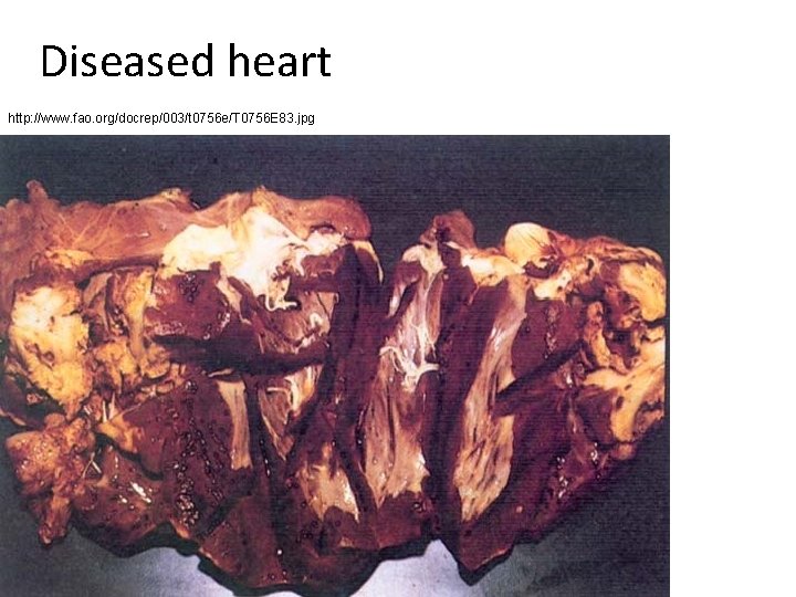 Diseased heart http: //www. fao. org/docrep/003/t 0756 e/T 0756 E 83. jpg 