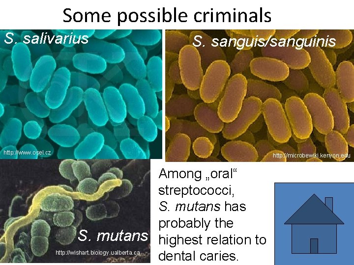 Some possible criminals S. salivarius S. sanguis/sanguinis http: //www. osel. cz http: //microbewiki. kenyon.