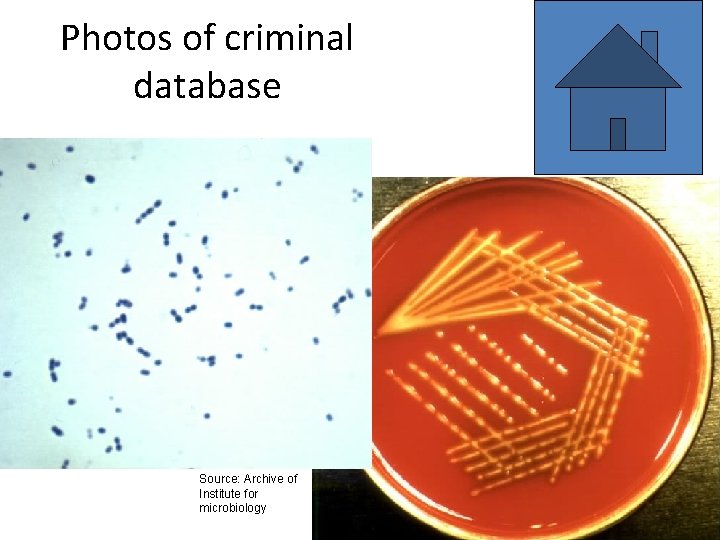 Photos of criminal database Source: Archive of Institute for microbiology 