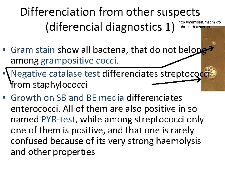 Differenciation from other suspects (diferencial diagnostics 1) http: //memiserf. medmikro. ruhr-uni-bochum. de • Gram