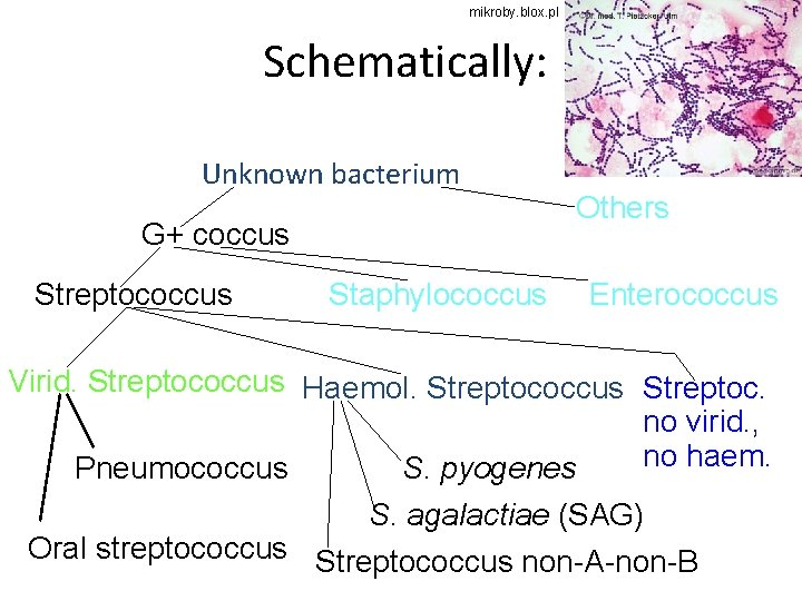 mikroby. blox. pl Schematically: Unknown bacterium G+ coccus Streptococcus Staphylococcus Others Enterococcus Virid. Streptococcus