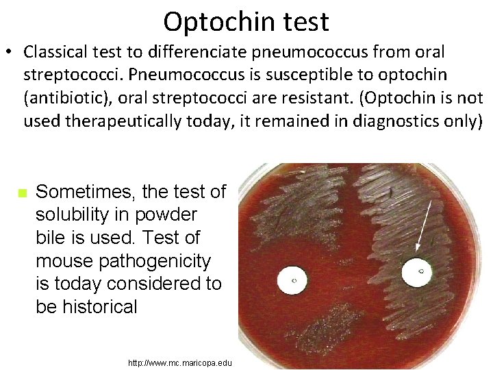 Optochin test • Classical test to differenciate pneumococcus from oral streptococci. Pneumococcus is susceptible