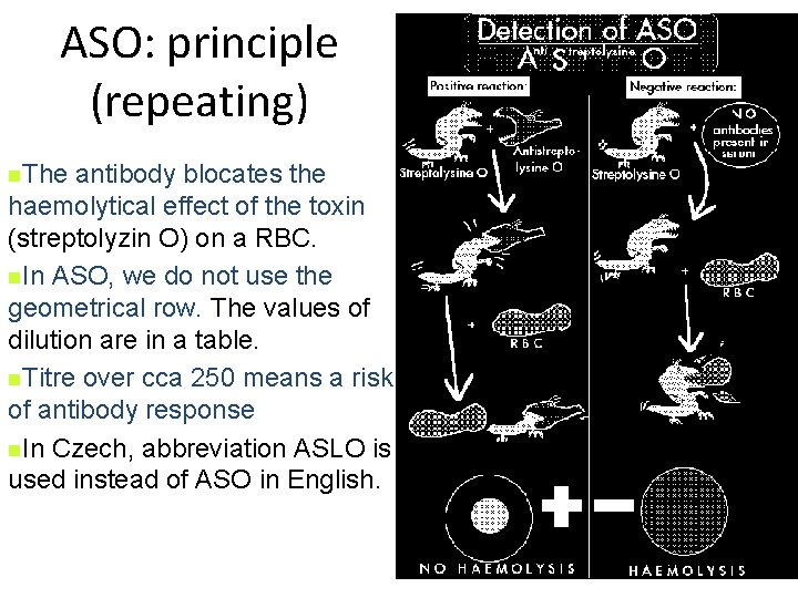 ASO: principle (repeating) n. The antibody blocates the haemolytical effect of the toxin (streptolyzin