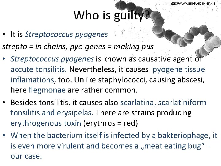 http: //www. uni-tuebingen. de Who is guilty? • It is Streptococcus pyogenes strepto =