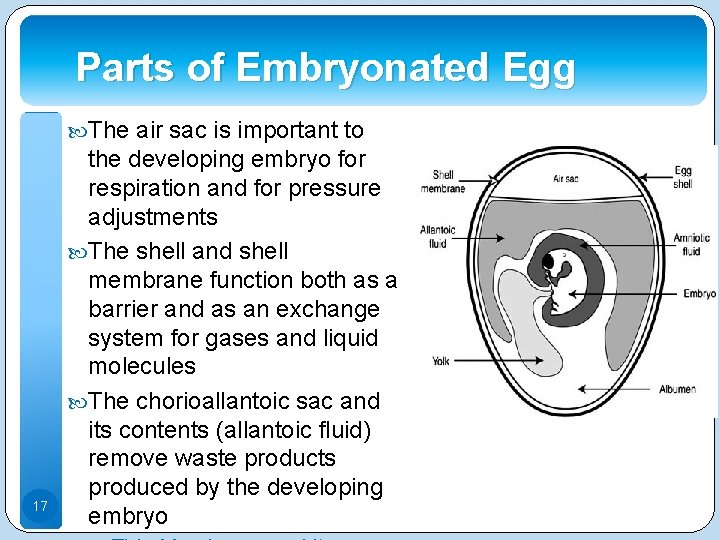 Parts of Embryonated Egg The air sac is important to 17 the developing embryo Parts of Embryonated Egg The air sac is important to 17 the developing embryo