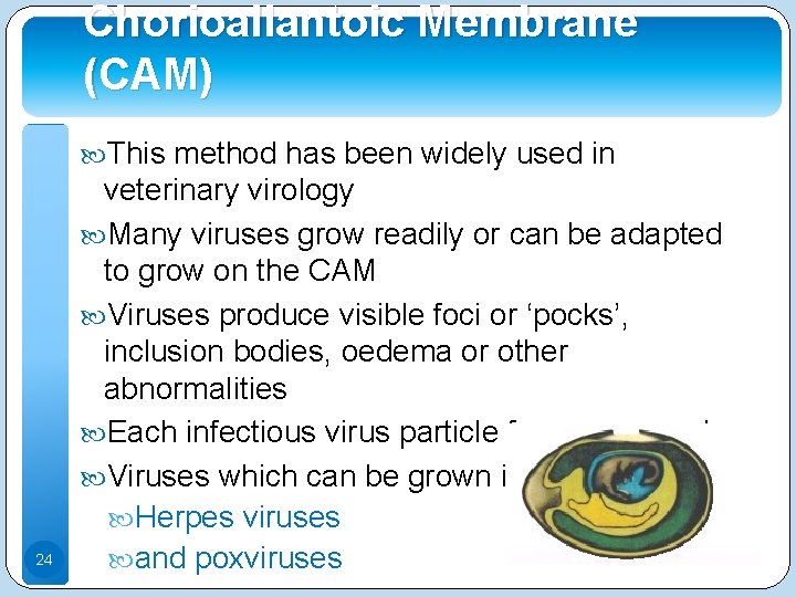 Chorioallantoic Membrane (CAM) This method has been widely used in 24 veterinary virology Many