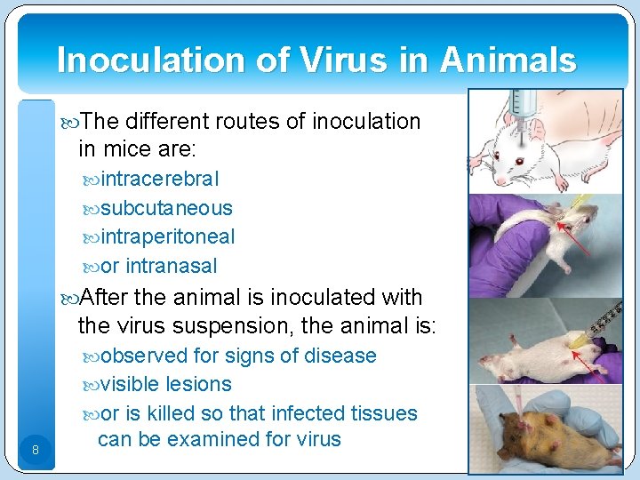 Inoculation of Virus in Animals The different routes of inoculation in mice are: intracerebral