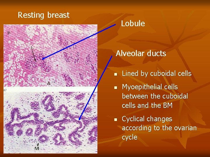 Resting breast Lobule Alveolar ducts n n n Lined by cuboidal cells Myoepithelial cells