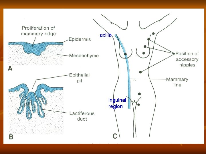 axilla inguinal region 