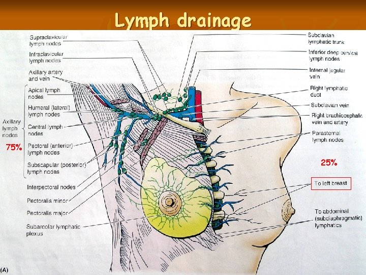 Lymph drainage 75% 25% 