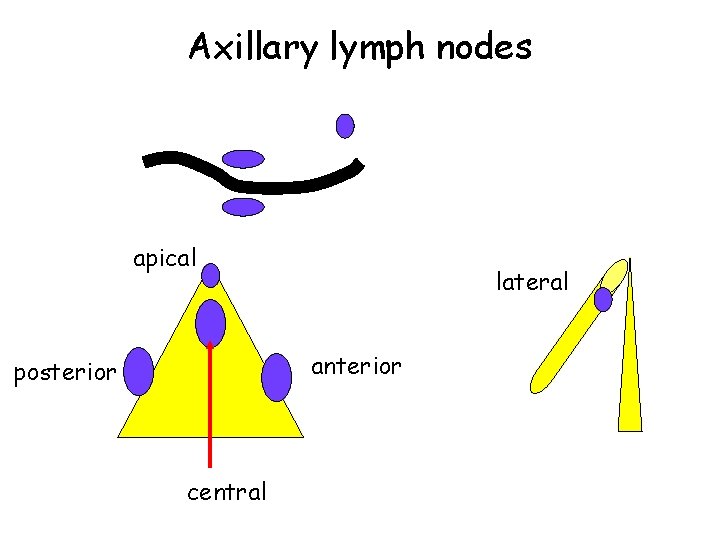 Axillary lymph nodes apical lateral anterior posterior central 