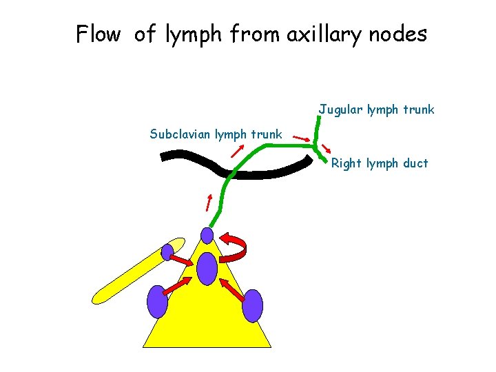 Flow of lymph from axillary nodes Jugular lymph trunk Subclavian lymph trunk Right lymph