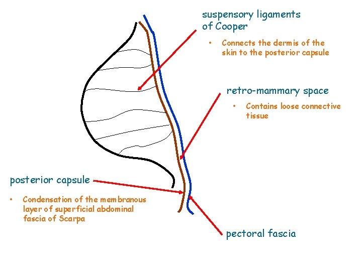 suspensory ligaments of Cooper • Connects the dermis of the skin to the posterior