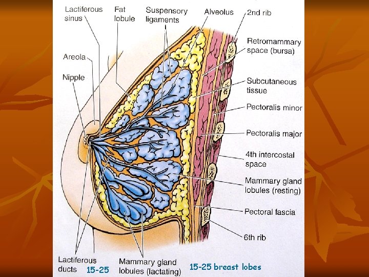 of Cooper 15 -25 breast lobes 