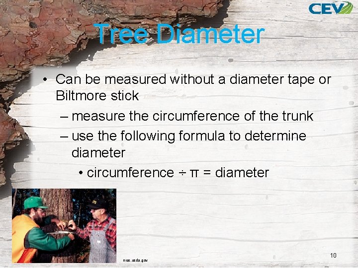 Tree Diameter • Can be measured without a diameter tape or Biltmore stick –