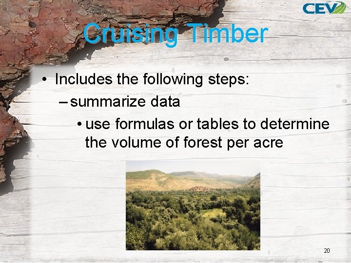 Cruising Timber • Includes the following steps: – summarize data • use formulas or