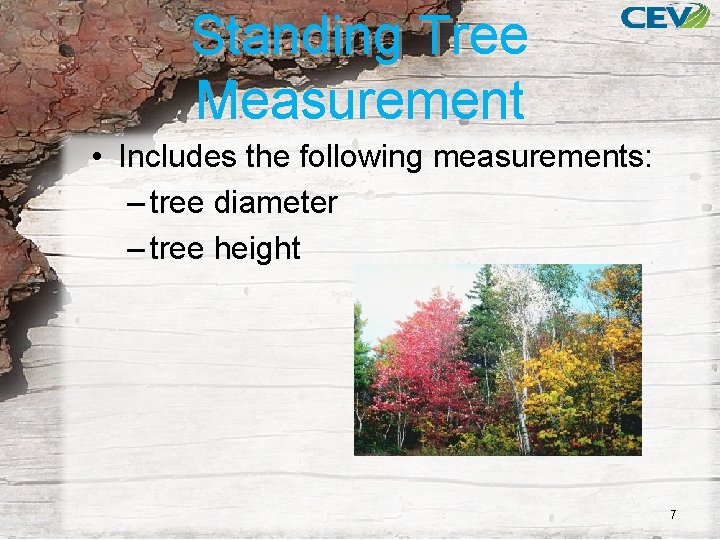 Standing Tree Measurement • Includes the following measurements: – tree diameter – tree height