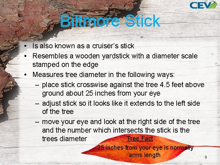 Biltmore Stick • Is also known as a cruiser’s stick • Resembles a wooden