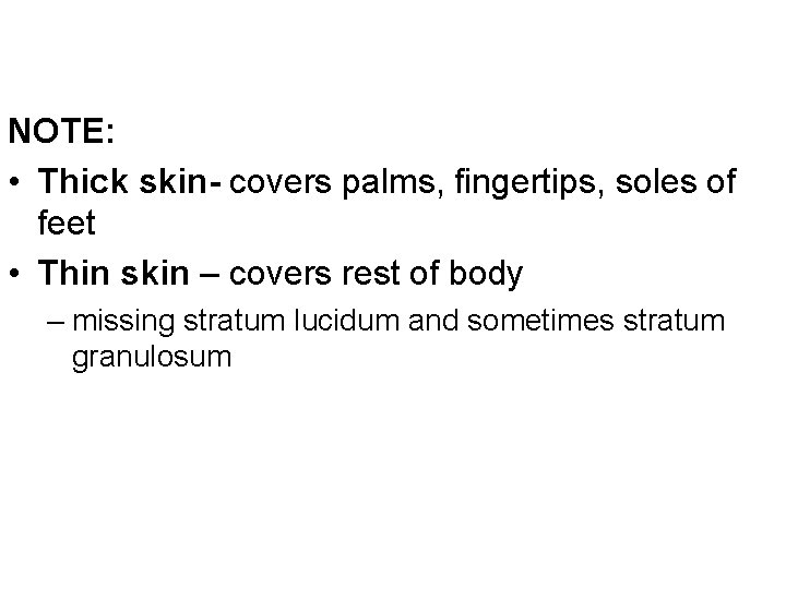 NOTE: • Thick skin- covers palms, fingertips, soles of feet • Thin skin –
