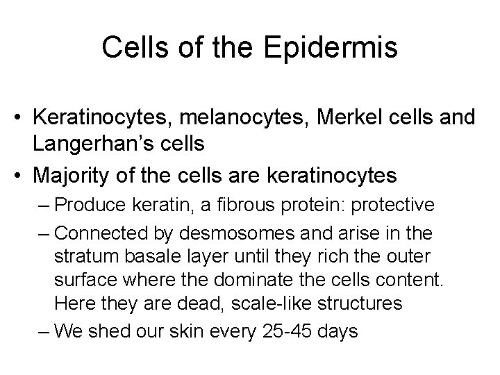 Cells of the Epidermis • Keratinocytes, melanocytes, Merkel cells and Langerhan’s cells • Majority