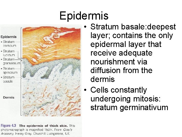 Epidermis • Stratum basale: deepest layer; contains the only epidermal layer that receive adequate