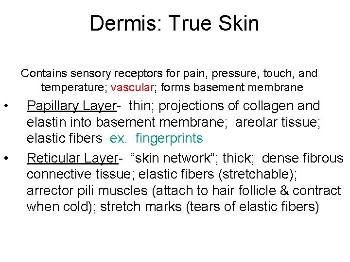 Dermis: True Skin Contains sensory receptors for pain, pressure, touch, and temperature; vascular; forms