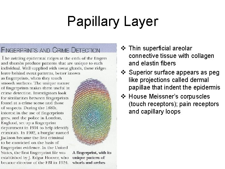 Papillary Layer v Thin superficial areolar connective tissue with collagen and elastin fibers v