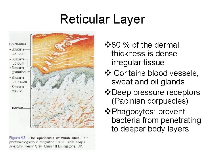 Reticular Layer v 80 % of the dermal thickness is dense irregular tissue v