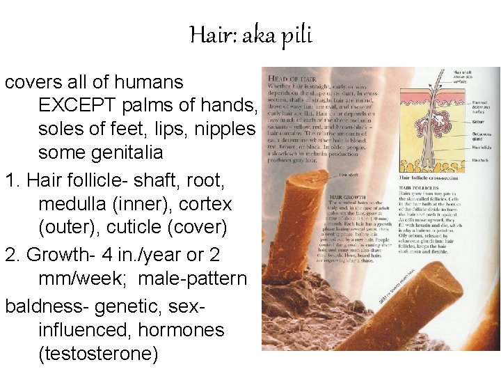Hair: aka pili covers all of humans EXCEPT palms of hands, soles of feet,