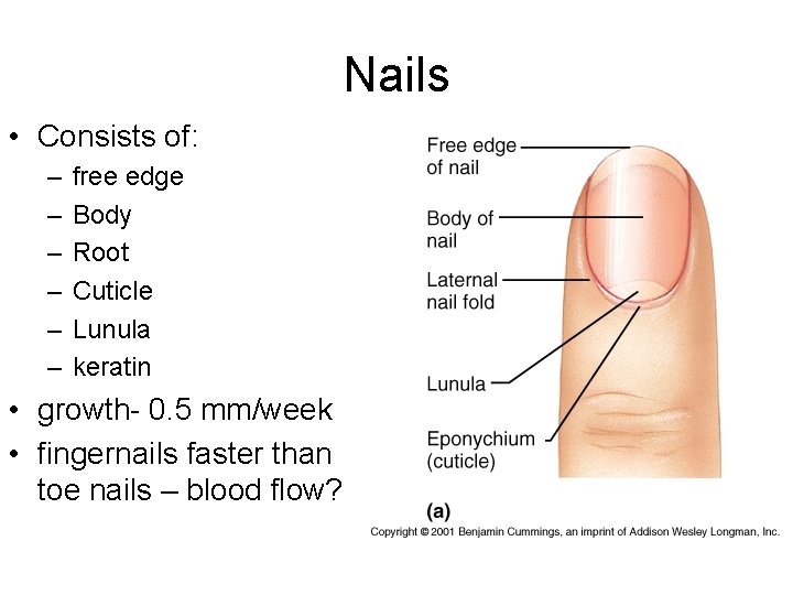 Nails • Consists of: – – – free edge Body Root Cuticle Lunula keratin