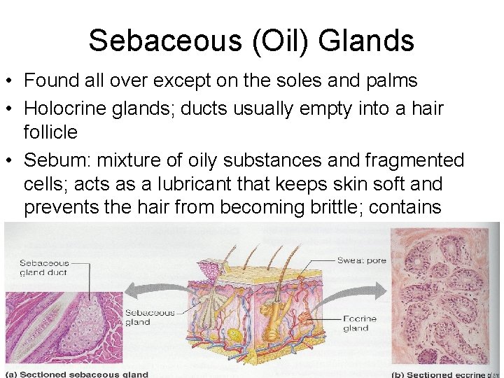 Sebaceous (Oil) Glands • Found all over except on the soles and palms •
