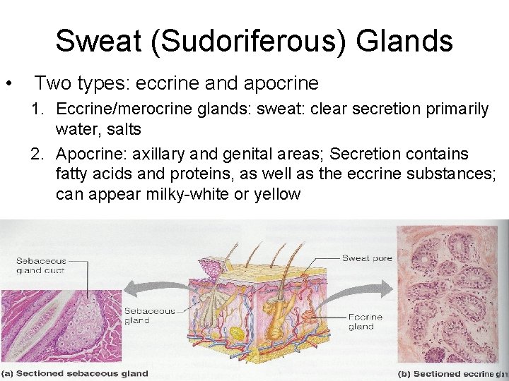 Sweat (Sudoriferous) Glands • Two types: eccrine and apocrine 1. Eccrine/merocrine glands: sweat: clear