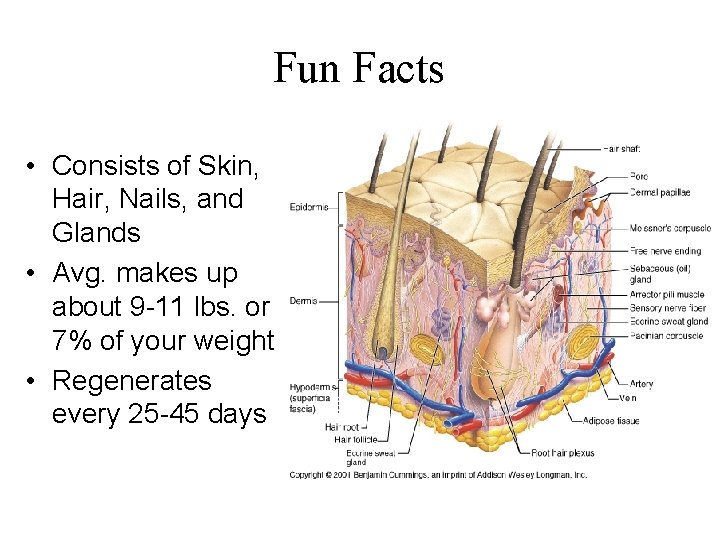 Fun Facts • Consists of Skin, Hair, Nails, and Glands • Avg. makes up