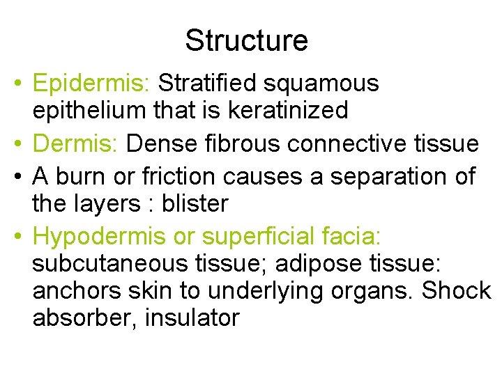 Structure • Epidermis: Stratified squamous epithelium that is keratinized • Dermis: Dense fibrous connective