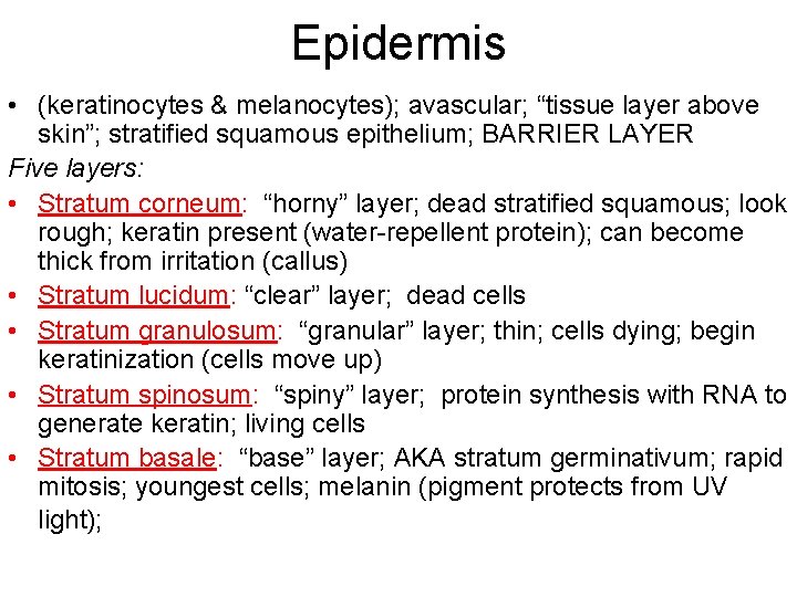 Epidermis • (keratinocytes & melanocytes); avascular; “tissue layer above skin”; stratified squamous epithelium; BARRIER
