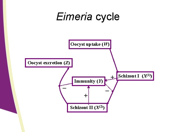 Eimeria cycle Oocyst uptake (W) Oocyst excretion (Z) + Immunity (Y) – + Schizont