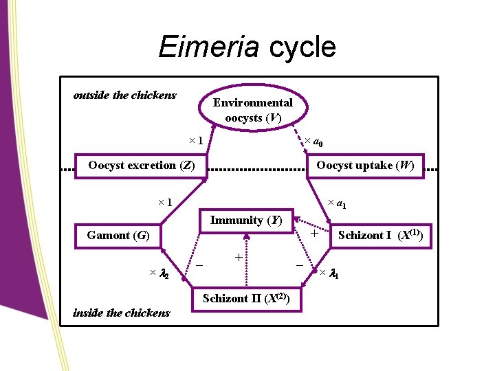 Eimeria cycle outside the chickens Environmental oocysts (V) × 1 × a 0 Oocyst