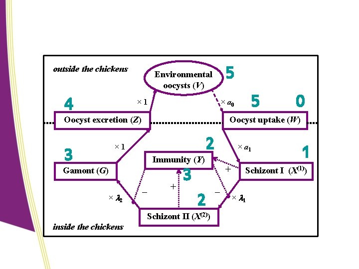 outside the chickens 4 5 Environmental oocysts (V) × 1 Oocyst excretion (Z) 3