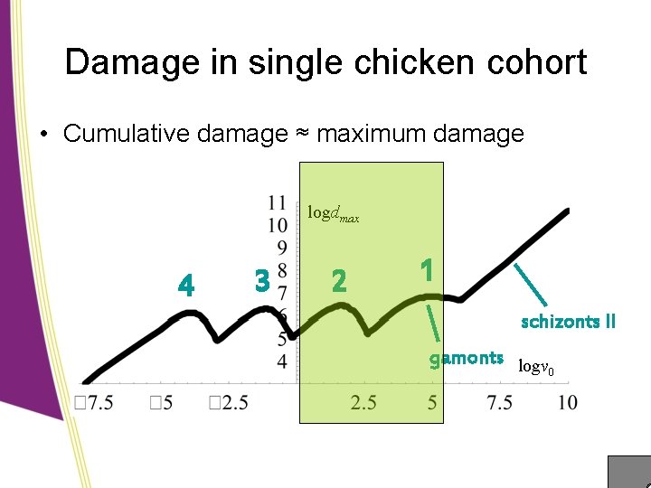 Damage in single chicken cohort • Cumulative damage ≈ maximum damage logdmax 4 3